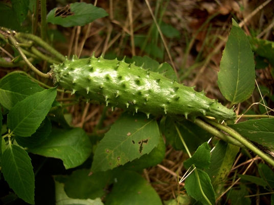 {Matelea decipiens}